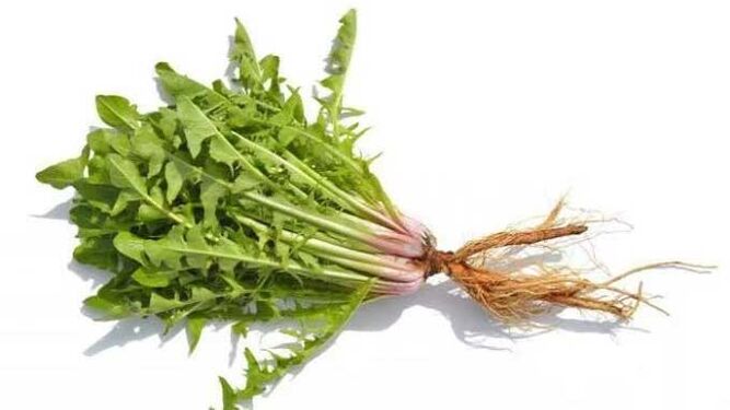 Löwenzahnwurzel an Normadex