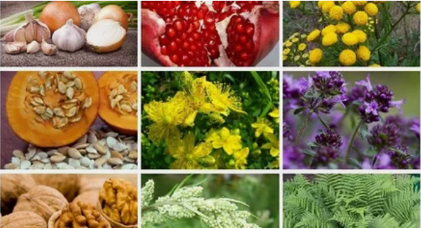 Behandlung vu Parasiten am mënschleche Kierper mat Folk Revenien