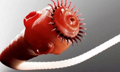 Wat Parasiten am mënschleche Kierper liewen